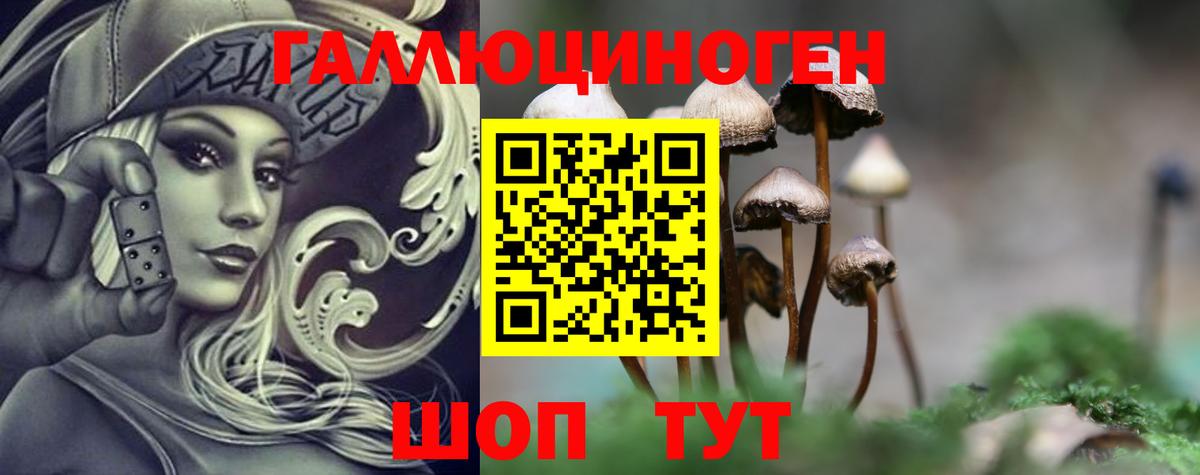 Галлюциногенные грибы Psilocybe  Кисловодск  Галлюциногенные грибы прущие грибы 